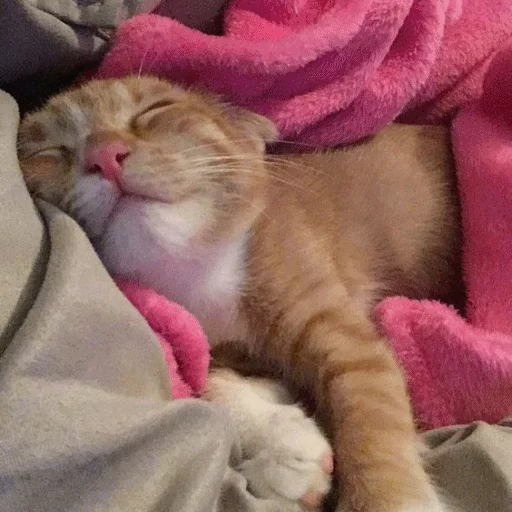 😴 Стикер «Meme Cat» для Telegram
