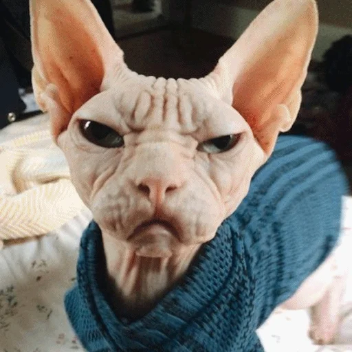 😡 Стикер «Meme Cat» для Telegram