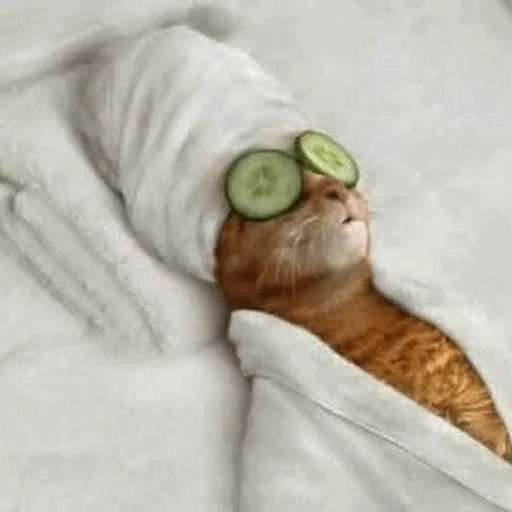 💅 Стикер «Meme Cat» для Telegram
