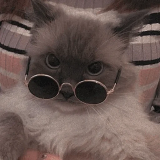 🤨 Стикер «Meme Cat» для Telegram