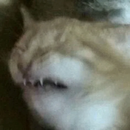 😫 Стикер «Meme Cat» для Telegram