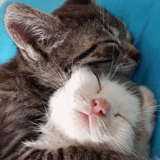 😴 Стикер «Meme Cat» для Telegram