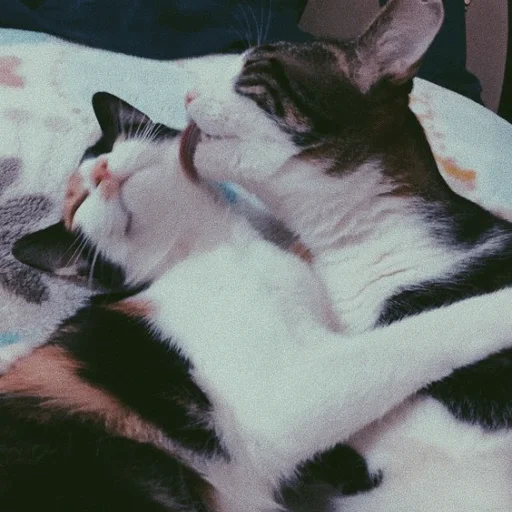 😛 Стикер «Meme Cat» для Telegram