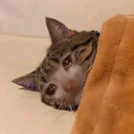 😭 Стикер «Meme Cat» для Telegram