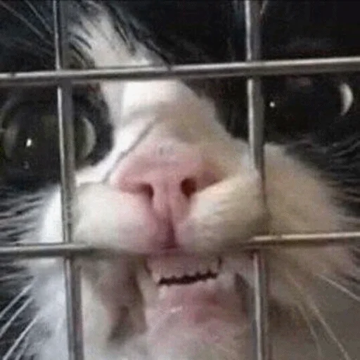 😡 Стикер «Meme Cat» для Telegram