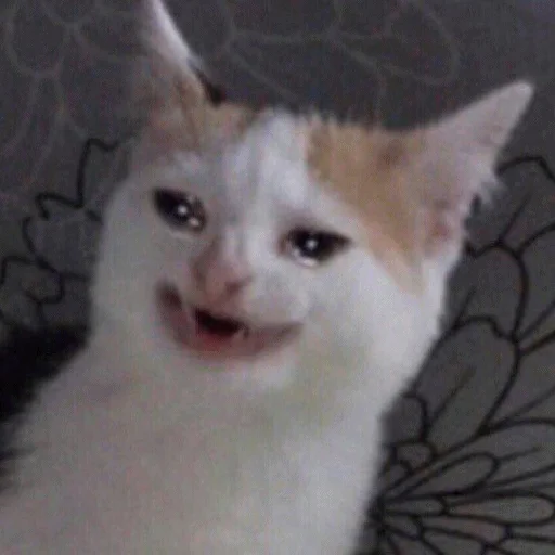 😪 Стикер «Meme Cat» для Telegram