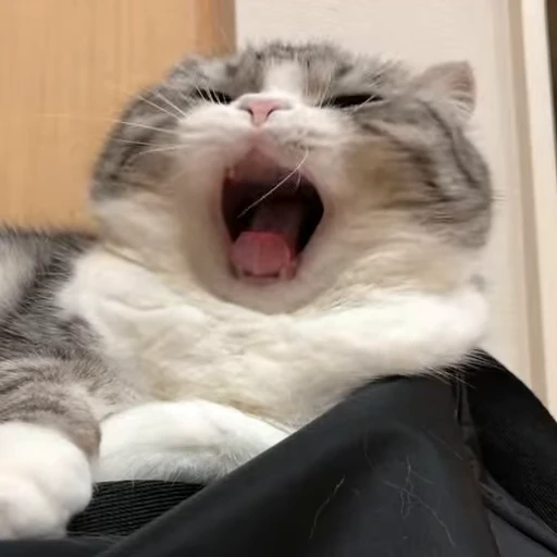 🥱 Стикер «gboard&;s cats (mostly)» для Telegram