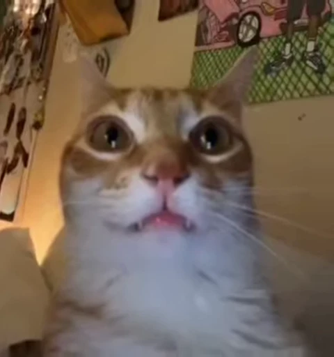 🥸 Стикер «gboard&;s cats (mostly)» для Telegram