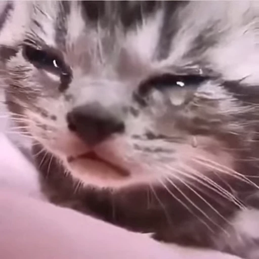 😿 Стикер «gboard&;s cats (mostly)» для Telegram