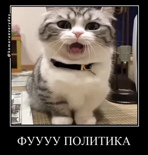 😺 Стикер «gboard&;s cats (mostly)» для Telegram