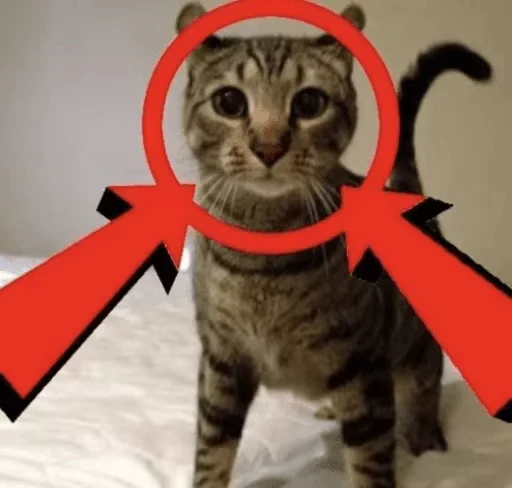 ⭕️ Стикер «gboard&;s cats (mostly)» для Telegram