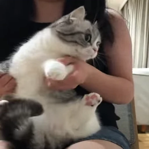 💃 Стикер «gboard&;s cats (mostly)» для Telegram