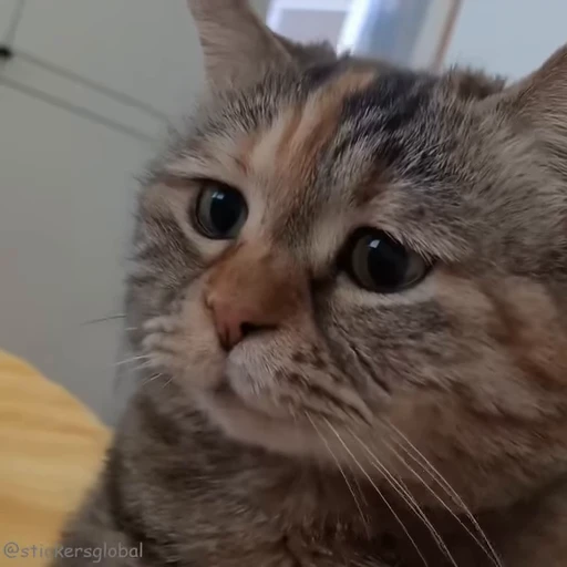 🤧 Стикер «Kanji Cats» для Telegram