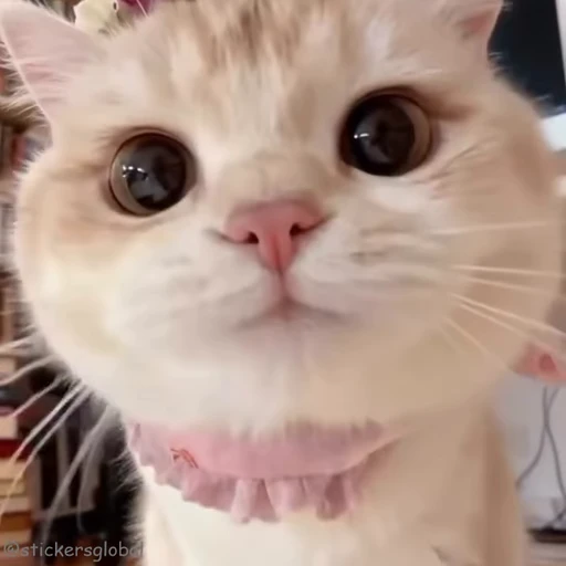 😁 Стикер «Kanji Cats» для Telegram