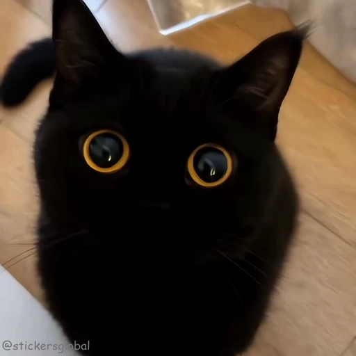 👀 Стикер «Kanji Cats» для Telegram