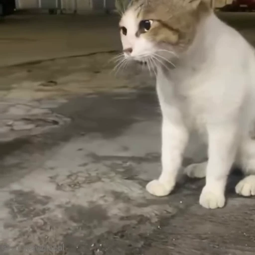🙄 Стикер «Kanji Cats» для Telegram