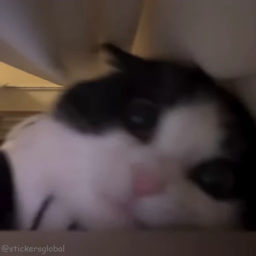 👻 Стикер «Kanji Cats» для Telegram