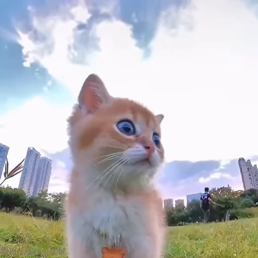 🥲 Стикер «Kanji Cats» для Telegram
