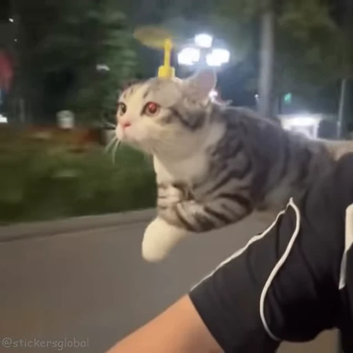 🏃 Стикер «Kanji Cats» для Telegram