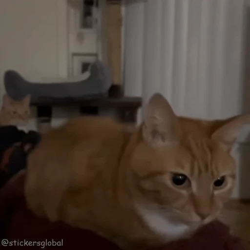 🤣 Стикер «Kanji Cats» для Telegram