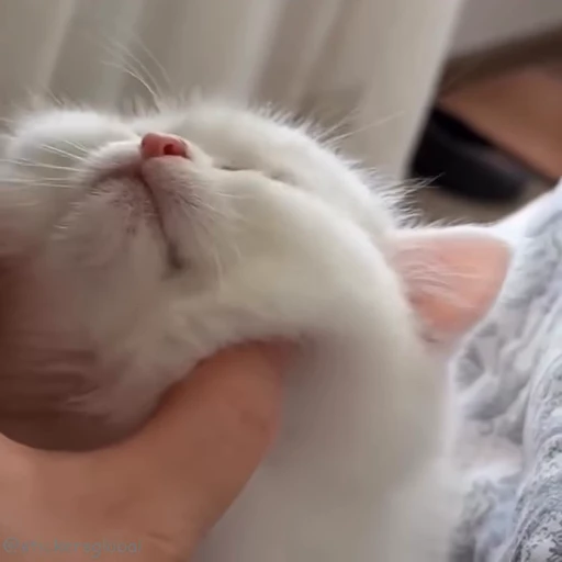 🤣 Стикер «Kanji Cats» для Telegram