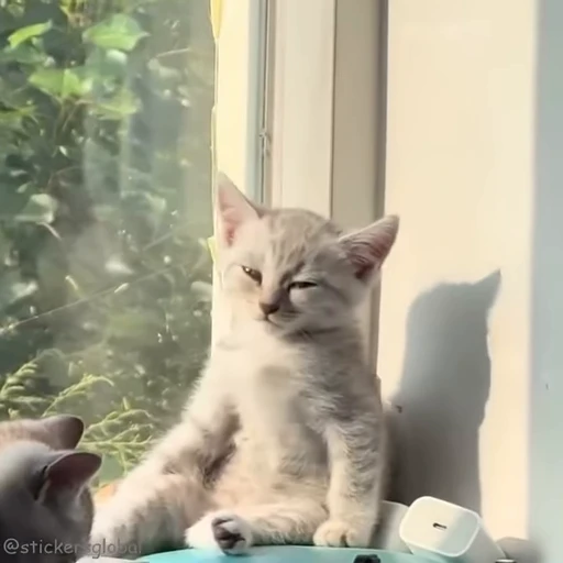 💤 Стикер «Kanji Cats» для Telegram