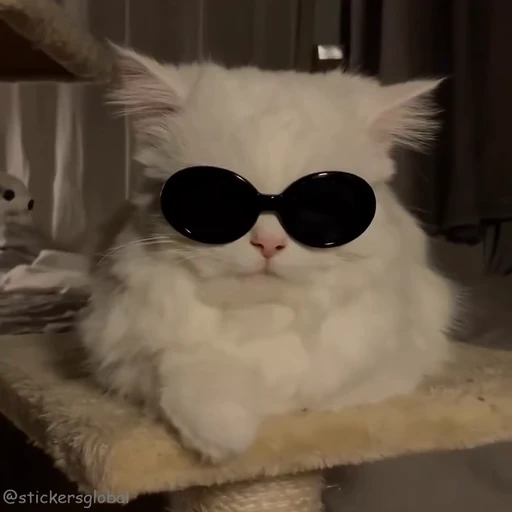 😎 Стикер «Kanji Cats» для Telegram