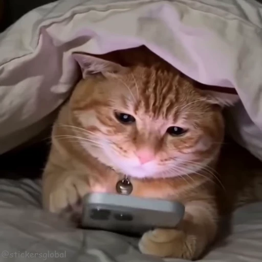 🫣 Стикер «Kanji Cats» для Telegram