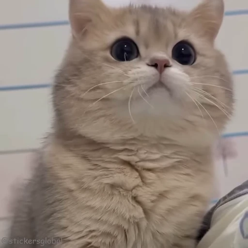 😨 Стикер «Kanji Cats» для Telegram