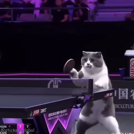 🎾 Стикер «Kanji Cats» для Telegram