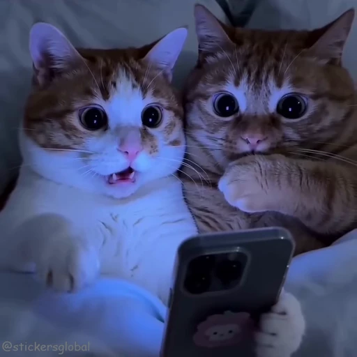😱 Стикер «Kanji Cats» для Telegram