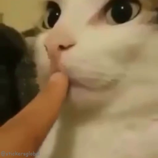 🤣 Стикер «Kanji Cats» для Telegram