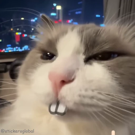 🤓 Стикер «Kanji Cats» для Telegram