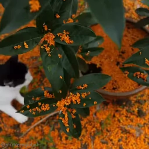 🌺 Стикер «Kanji Cats» для Telegram