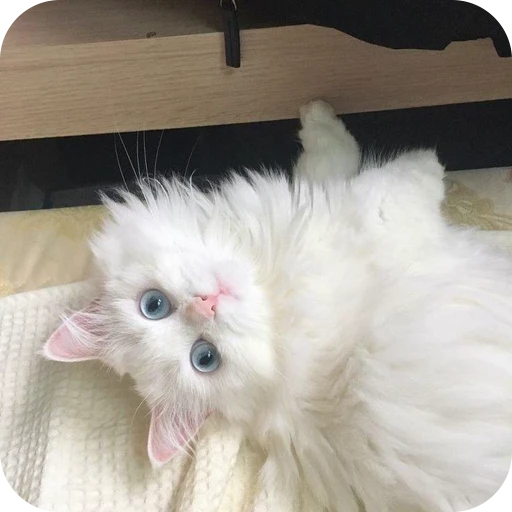 🙃 Стикер «Paws» для Telegram