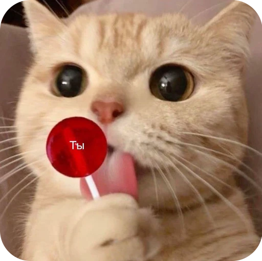 🍭 Стикер «Paws» для Telegram