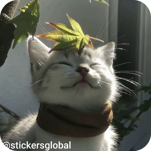 😌 Стикер «Paws» для Telegram