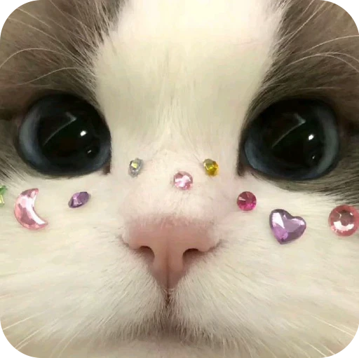⭐ Стикер «Paws» для Telegram