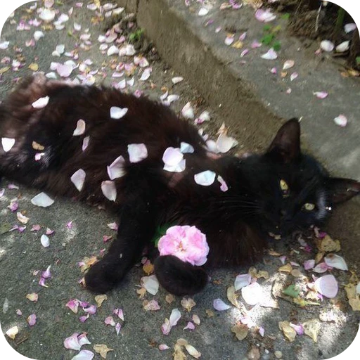 🌸 Стикер «Paws» для Telegram