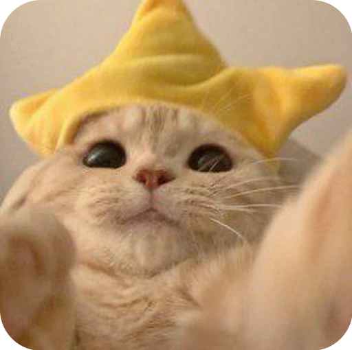 🤣 Стикер «Paws» для Telegram