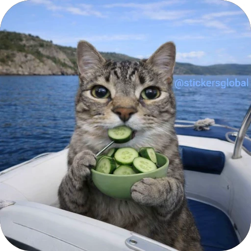 🤣 Стикер «Paws» для Telegram