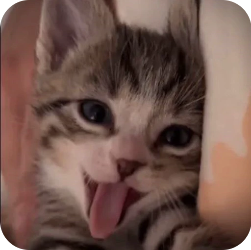 🤣 Стикер «Paws» для Telegram