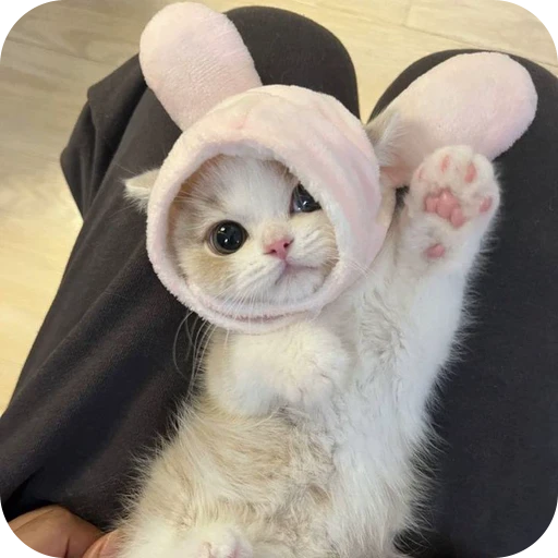 🐰 Стикер «Paws» для Telegram