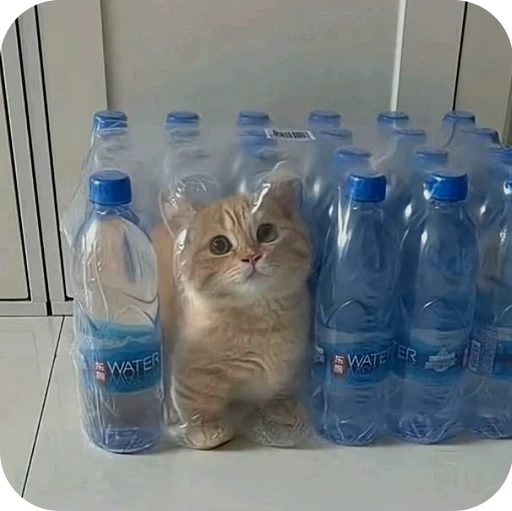 😂 Стикер «Paws» для Telegram