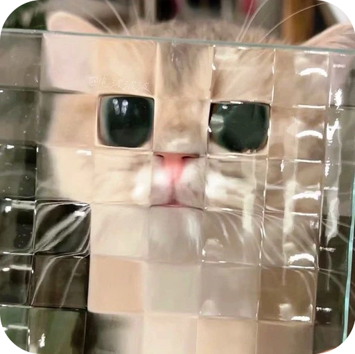 🫠 Стикер «Paws» для Telegram