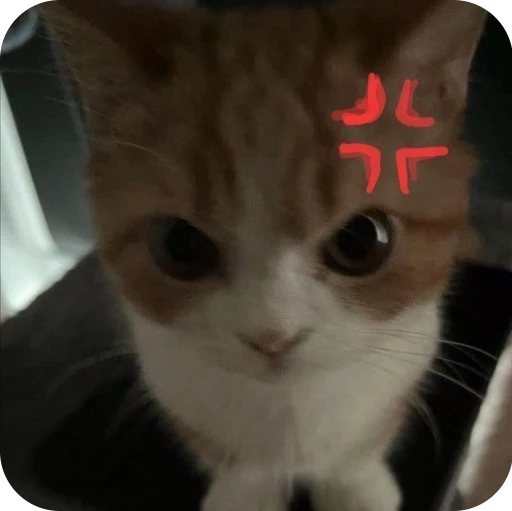 🤨 Стикер «Paws» для Telegram