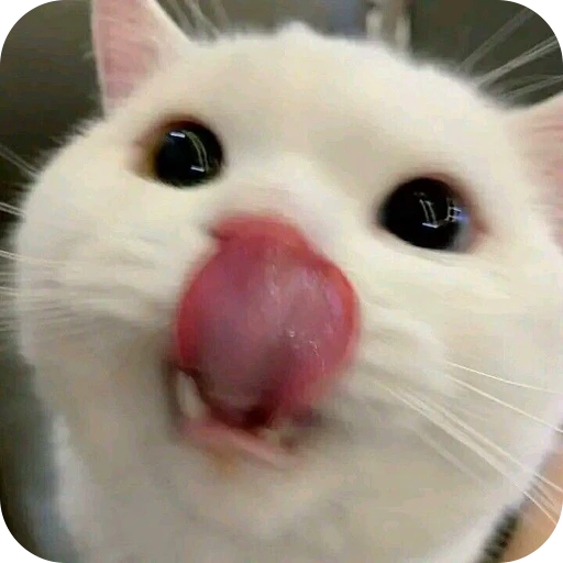 😋 Стикер «Paws» для Telegram