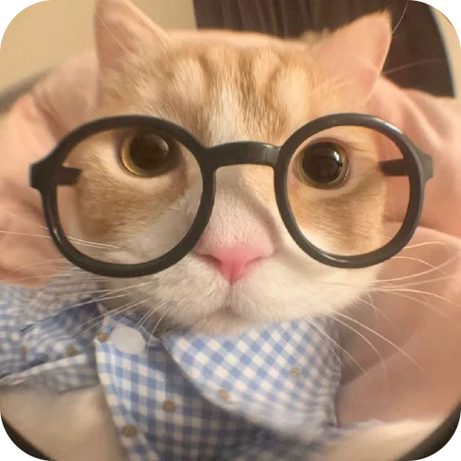 🤓 Стикер «Paws» для Telegram