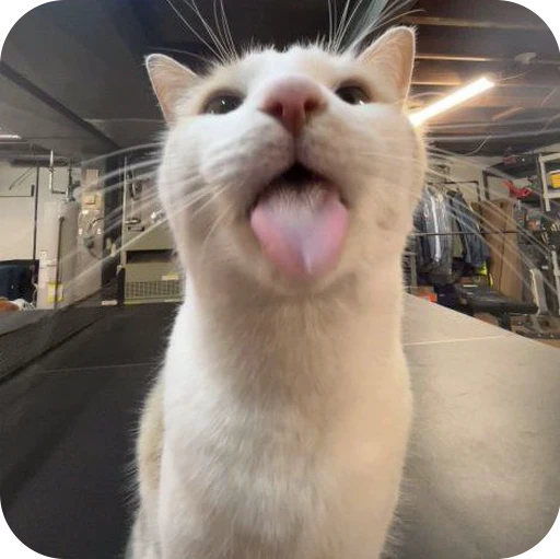 😛 Стикер «Paws» для Telegram