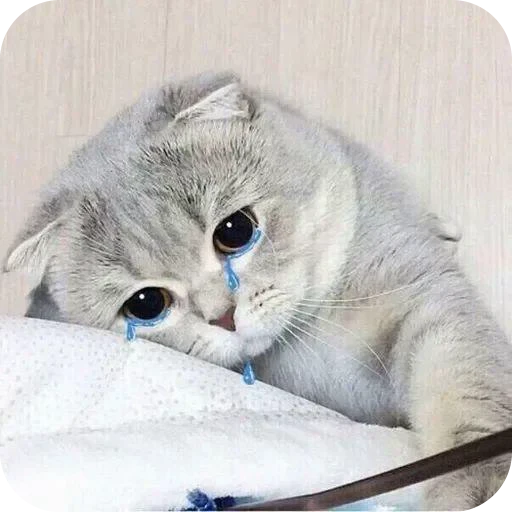 🥲 Стикер «Paws» для Telegram